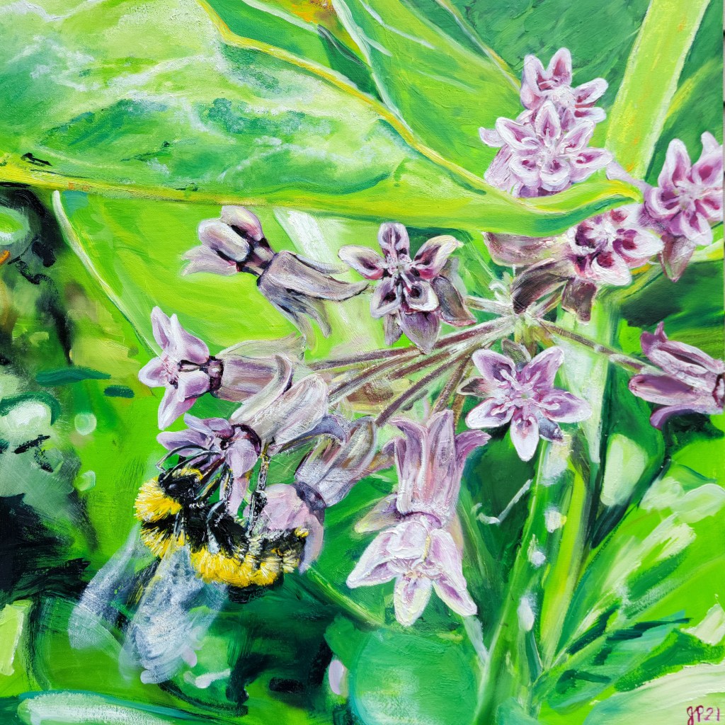 Milkweed in Bloom
31.5" x 32"
Oil on Canvas
2022

 It it summer in rural Ontario and the world seems to glow green under the bright sun.  The flowers are blooming and the pollinators are busy at work. We catch sight of this little bee as it sips nectar from the clustered blooms of the milkweed plant. 