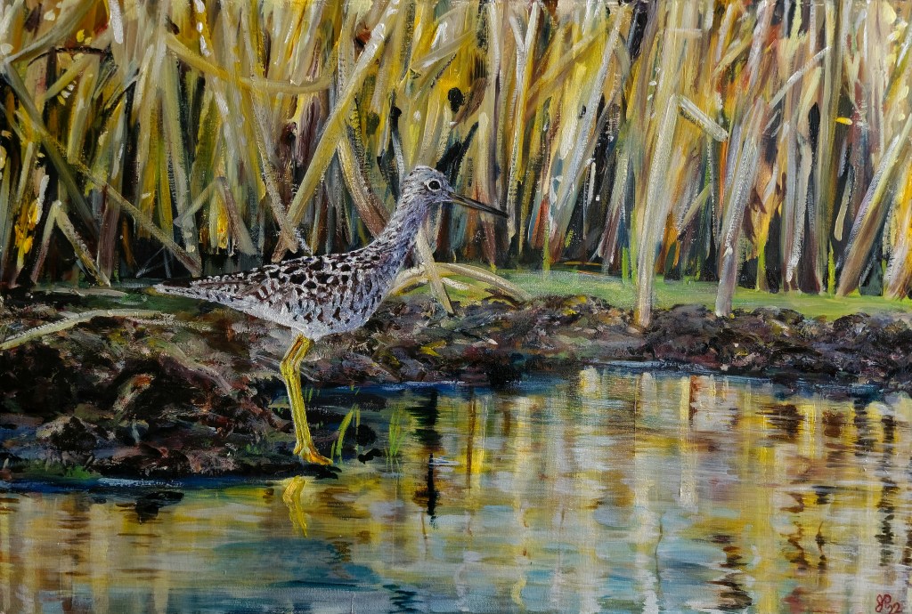 "Yellow Legs"
Oil on Canvas
2022
19" x 29"

On the edge of the shore, the Greater Yellow Legs weaves between the reeds in the shallows of Gillies lake. Hunting for invertebrates, small fish, and frogs, this zippy little bird was a delight to watch from our nearby kayaks. This painting is dominated by yellow tones and is simply titled "Yellow Legs"