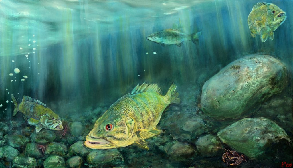 Bass of The Matabitchuan
54" x 21"
Oil on Canvas
2021

 Exploring the shallow rocky shores of the Matabitchuan River we quickly discover this is the perfect habitat for crayfish. As we turn over the rocks we are greeted by more and more of these delightful little creatures, a favorite of the smallmouth bass. Our curiosity pulls us deeper and we begin snorkeling into the shallow river. The world beneath the water reveals itself as we drift downstream. The sunlight streams down through the crystal clear water and to our delight illuminate numerous large fish! Their perfect little sanctuary (and immense size) has eliminated their feelings of fear as they swim right up to us without a care in the world. 

           Bass of the Matabitchuan captures this little slice of heaven from the perspective of those who live below the surface. So often does the submerged world go overlooked, however, it is important to remind ourselves that just because we do not see it does not mean it is not there. These precious ecosystems keep our planet healthy and are to be cherished and protected.