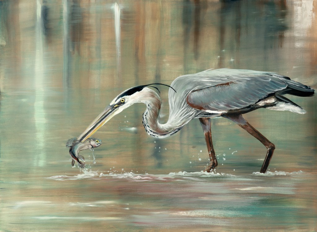 Calm Water Catch
45" x 33"
Oil on Canvas
2021

Stalking through the shallow calm water, the blue heron is the ultimate predator. This work depicts the moment when the heron lifts its prize from the lake before gulping it down whole. With the small splash and radiating ripples quickly dissipating, the water will soon return to its mirror-like state allowing the heron to continue its hunt.

As part of the Northern Waters Series, this work celebrates the striking beauty of this large and powerful bird. Blending almost seamlessly into its surroundings, the heron spends most of its time in marsh environments. Eating almost any prey that can fit into its beak, the heron benefits greatly from the rich biodiversity supported in these ecosystems.