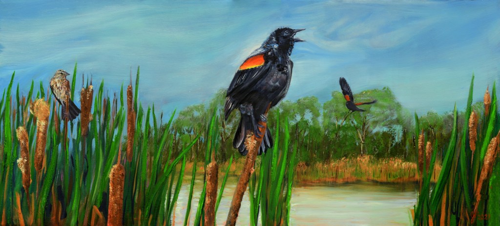 Songs From The Marsh
54" x 24.5"
Oil on Canvas
2021

The male red-winged black bird announces his presence from atop a cattail, the piercing melody cascading  across the marsh.  With the cool night air still lingering heavily in the morning light we can see his call as he serenades his many females. The females, subdued in both looks and sounds,  lay camouflaged amongst the reeds while a rival male approaches from the distance. 

Songs from the Marsh is an oad to these brilliant songbirds who in the summer months are responsible for altering the soundscape of Canadian marshes from coast to coast. 