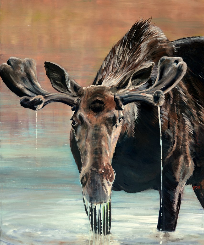Velvet Moose
40" x 48"
Oil on Canvas
2021

Locking eyes with this majestic beast we are welcomed into the secretive world of one of Canada's largest animals.  Despite their monumental size, moose are hard to spot in the woods,  revealing themselves only when visiting marshes and swamps to graze on the nutrient rich aquatic vegetation. During the spring,  when food is plentiful, the bull moose will regrow their racks. The antlers start off with a velvety covering of skin, as seen on the Velvet Moose, and will regrow larger with each passing year.

As part of the Northern Waters Series this work celebrates one of Canada's most iconic creatures and its relationship to the water. The composition and large scale playfully referencing the tradition of the taxidermy moose heads found in many Canadian hunt camps and cottages.
